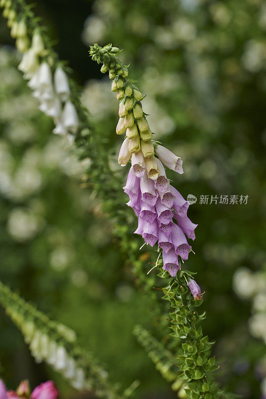 我花园里的美丽花朵