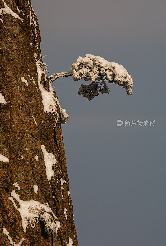 黄山松、黄山松、黄山松、黄山松、黄山松、黄山冬雪。中国安徽。松科。