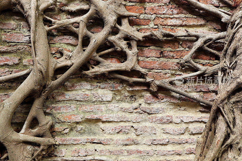老砖墙上的树干和大树根。古墙上的树根相互缠绕。树根在地板上缠在一起。