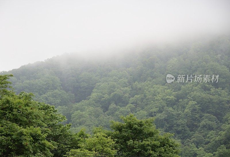 雾笼罩着日本信别的森林山丘