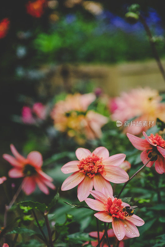 夏天英国花园里美丽的大丽花