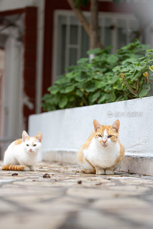 姜色流浪猫家族。