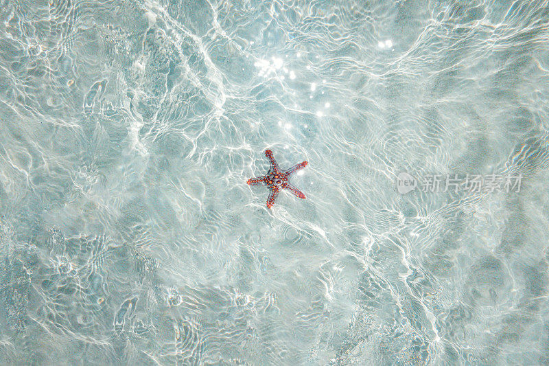 绿松石水中的海星