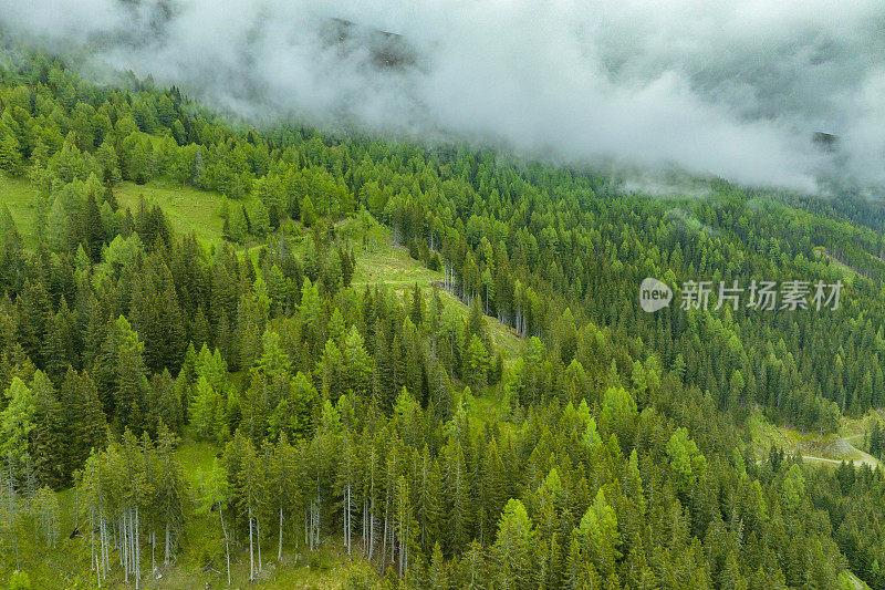 阿尔卑斯山中东部的一座山上的松树林景观