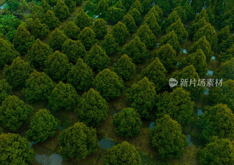 航拍的榴莲花园，大约5年的榴莲树花园，后江省，湄公河三角洲。