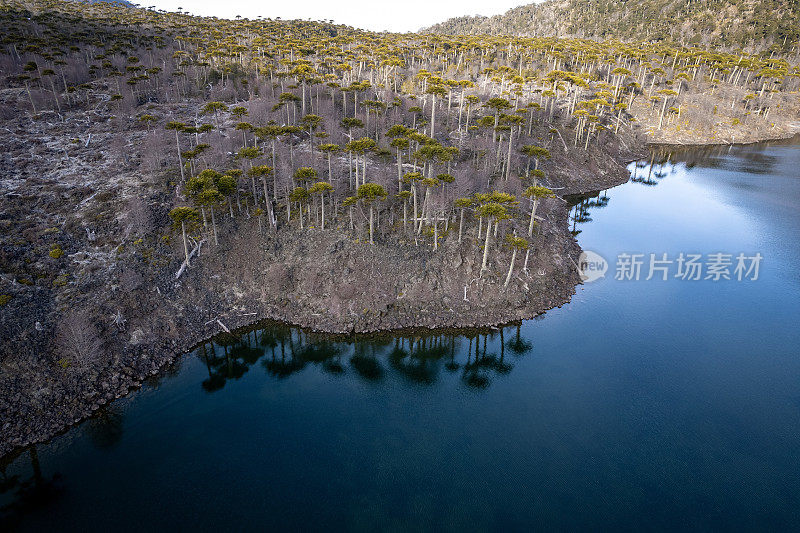 巴塔哥尼亚湖上映出的阿劳卡利亚森林