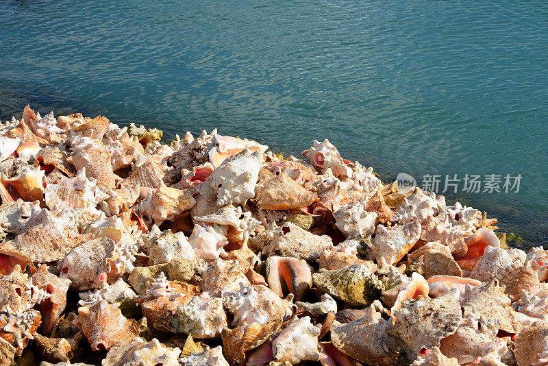海螺贝壳排列在海滨，角-à-Pitre，瓜德罗普岛