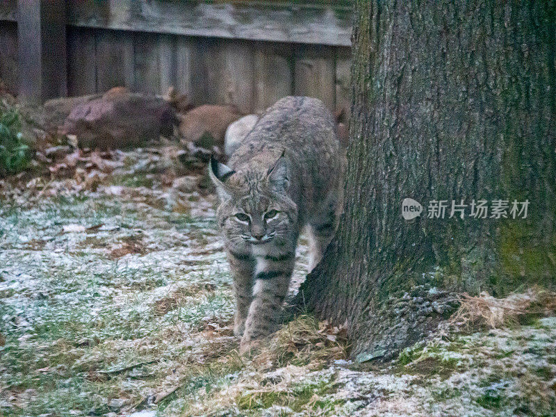 后院的大山猫