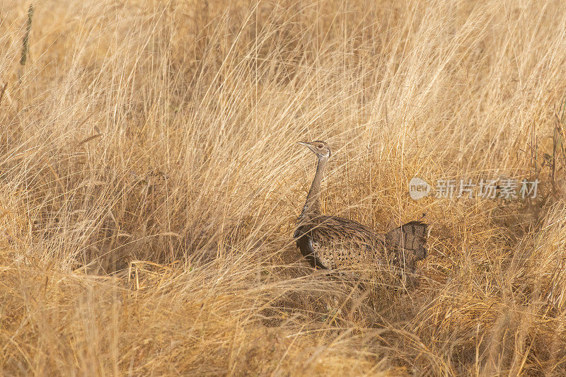 在肯尼亚马赛马拉国家公园的非洲大草原上，一只哈特劳巴鸨在美丽的风景中伪装自己