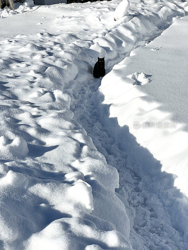 在阳光明媚的日子里，黑猫宠物坐在外面的雪地上