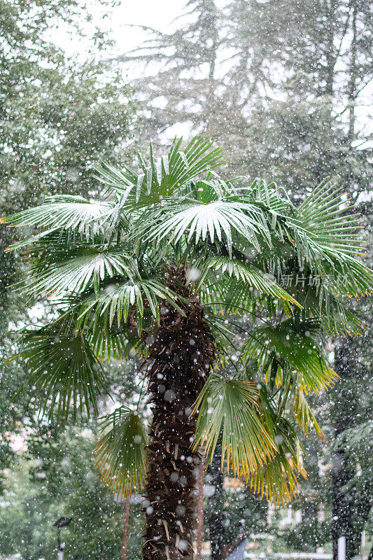 热带气候异常寒冷天气下的棕榈树。全球气候变化和生态问题的概念。
