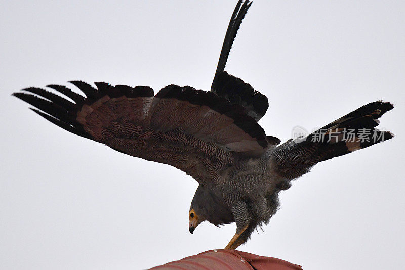 非洲Harrier-Hawk