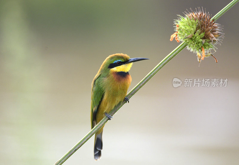 少食蜂鸟