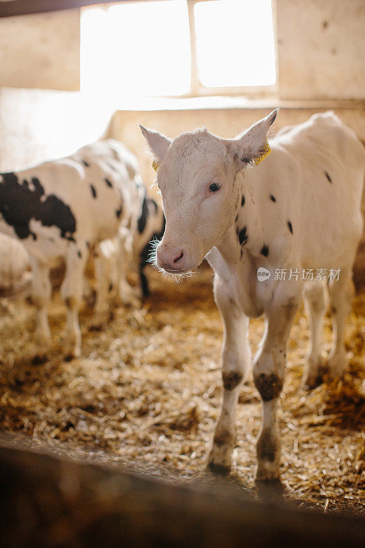 奶牛场每周的小牛。