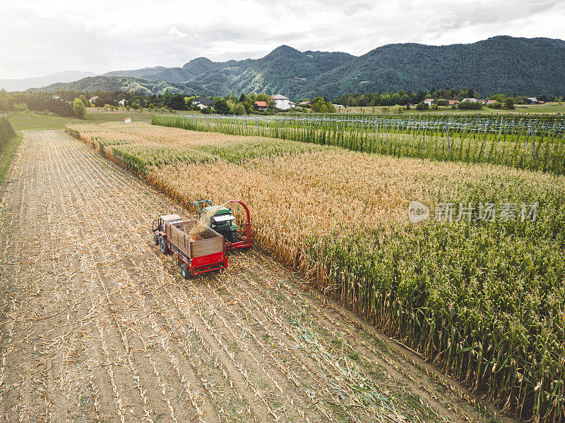 拖拉机和联合收割机正在乡下的玉米地里收割庄稼。