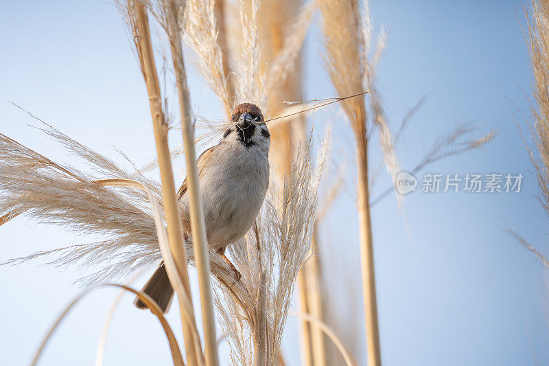 在潘帕斯草原上收集筑巢材料的树麻雀