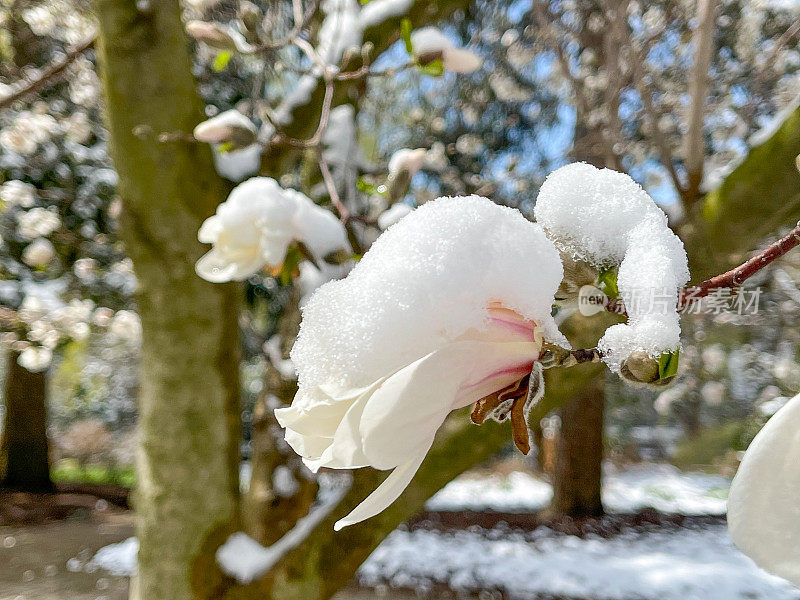 盛开的木兰花与雪在爱德华兹花园在春天，多伦多，加拿大