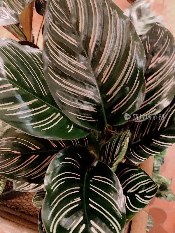 美丽的Calathea“祈祷植物”热带植物南佛罗里达在2021年春天