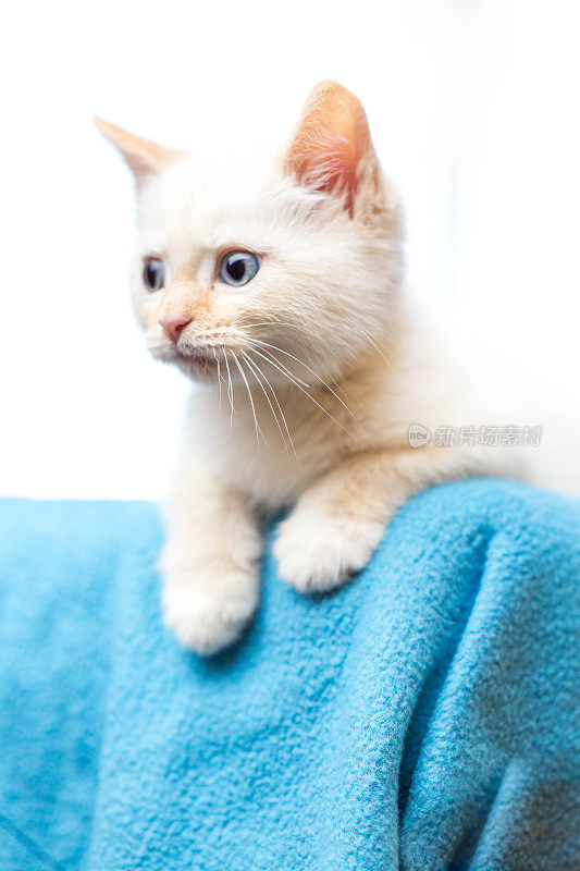 白色的小猫看着蓝色的毯子