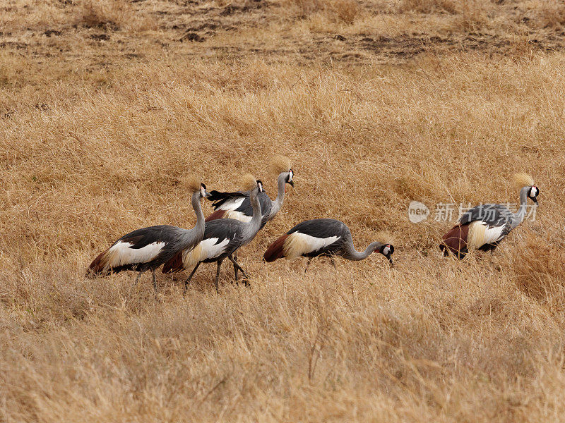 灰色Crowned-Cranes