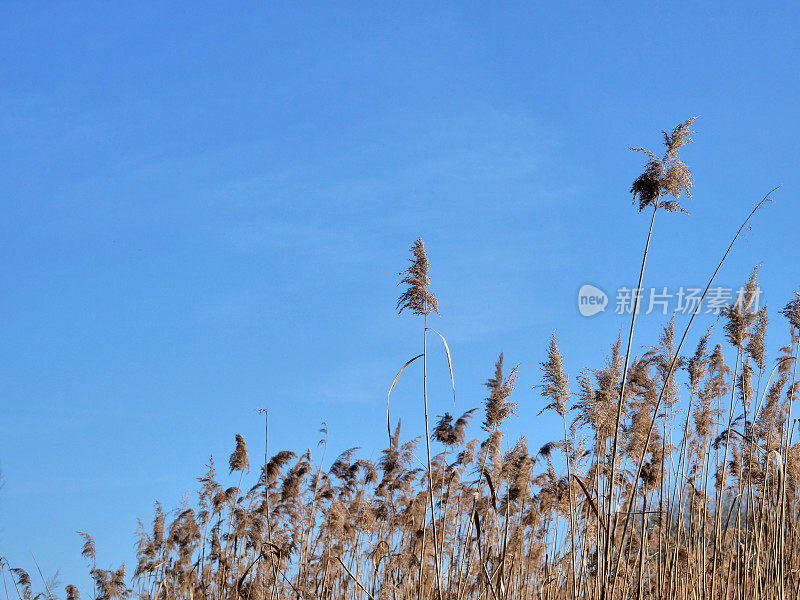 在蓝天下的潘帕斯草，抽象的自然背景的软植物车轴草在风中移动。明亮清晰的植物景象类似于鸡毛掸子