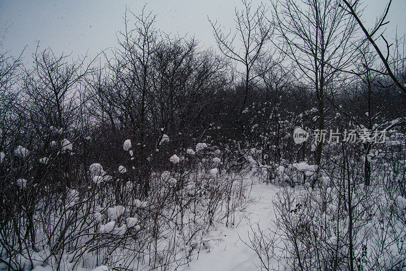 冬季景观-雪覆盖的树枝