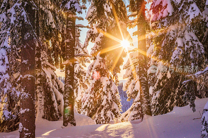 白雪覆盖的景观和常青树在欧洲在一个寒冷的阳光明媚的日子在冬天-创造性的股票照片