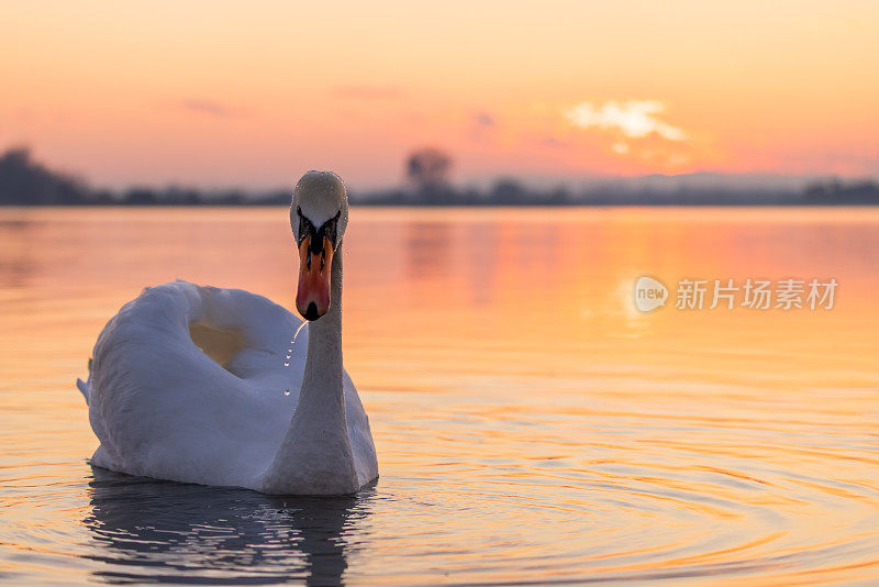 日落时湖面上漂浮的天鹅