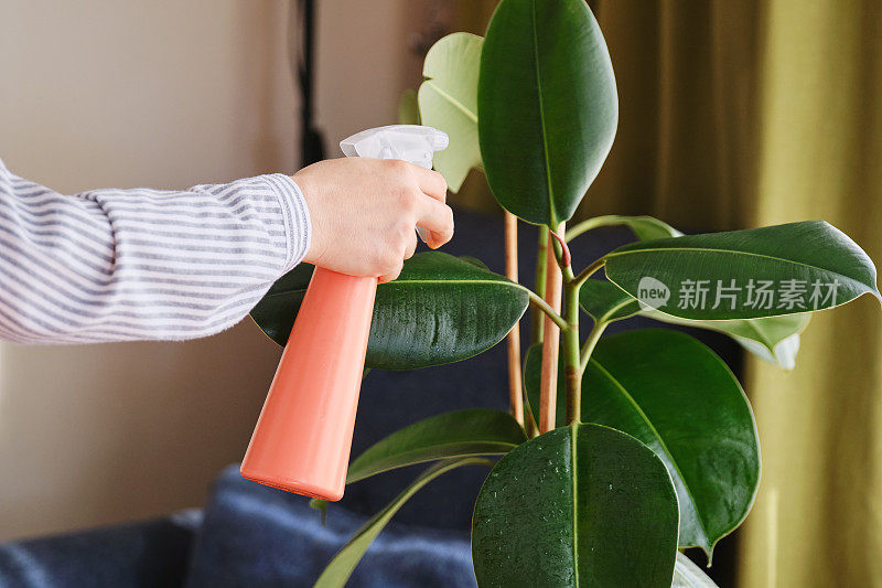 女人在家给植物浇水