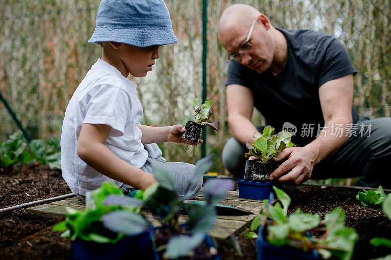 小男孩坐在菜地里，手里拿着一棵植物。