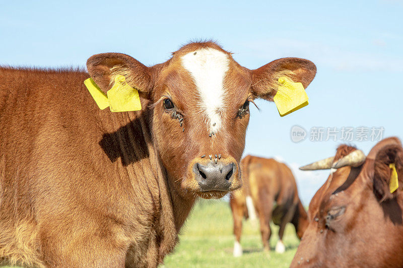 小牛头，近看，品种:“深红色”是荷兰传统的两用牛，