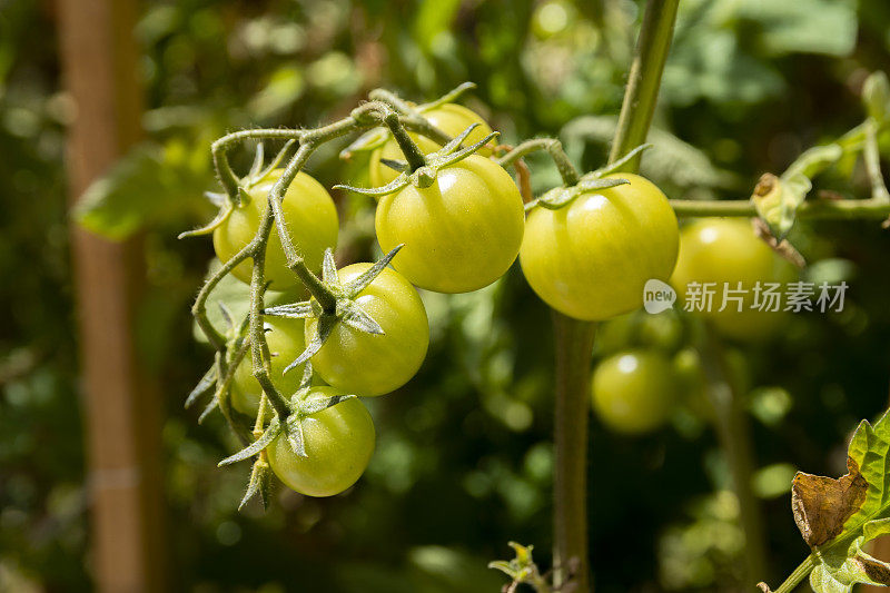 自家种植的新鲜西红柿挂在绿色的树枝上