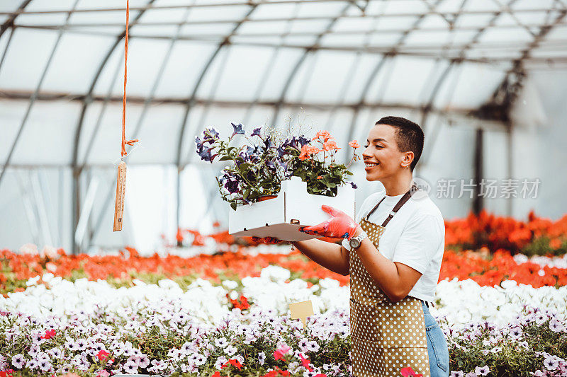 女花匠在她的温室里挑选鲜花。包装运输。