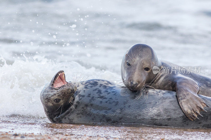 正在繁殖的一对灰海豹。动物的感情。美丽的野生动物的形象。