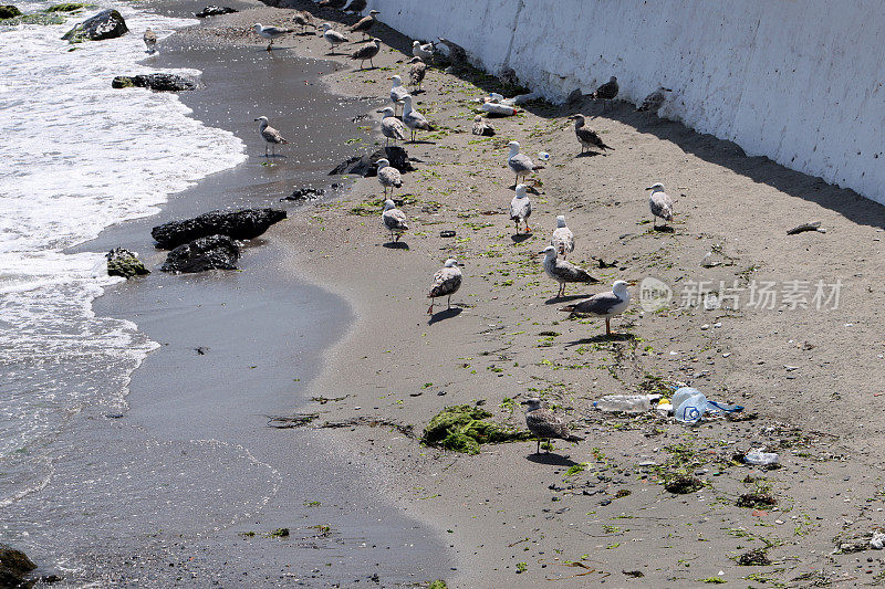 海滩垃圾和海鸥