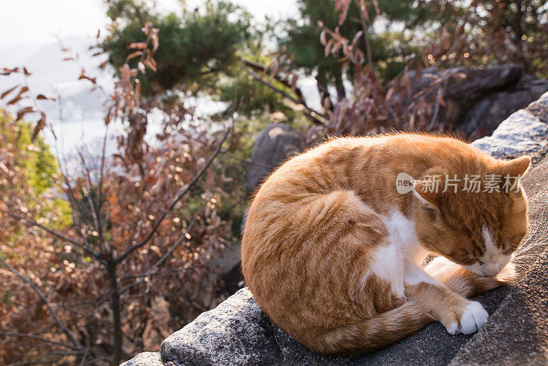 美丽的风景背景和猫自己打扮