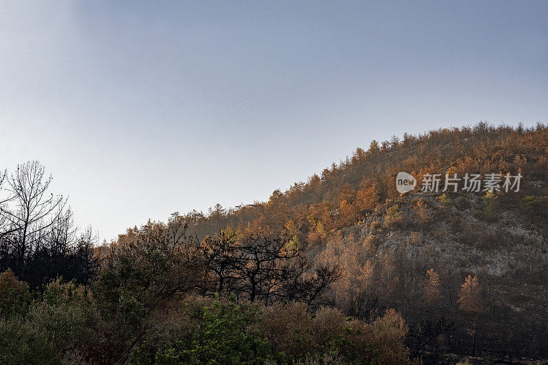 森林大火后的林地