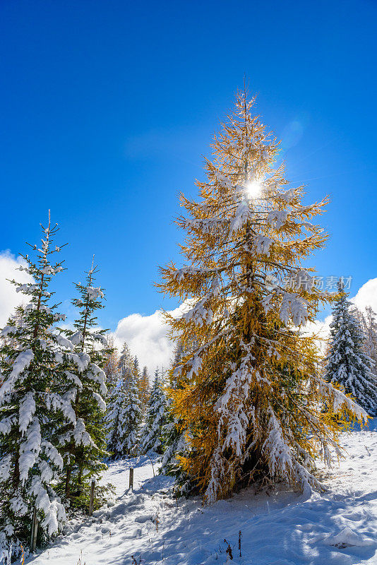 欧洲落叶松(落叶松)在蓝天下被雪覆盖