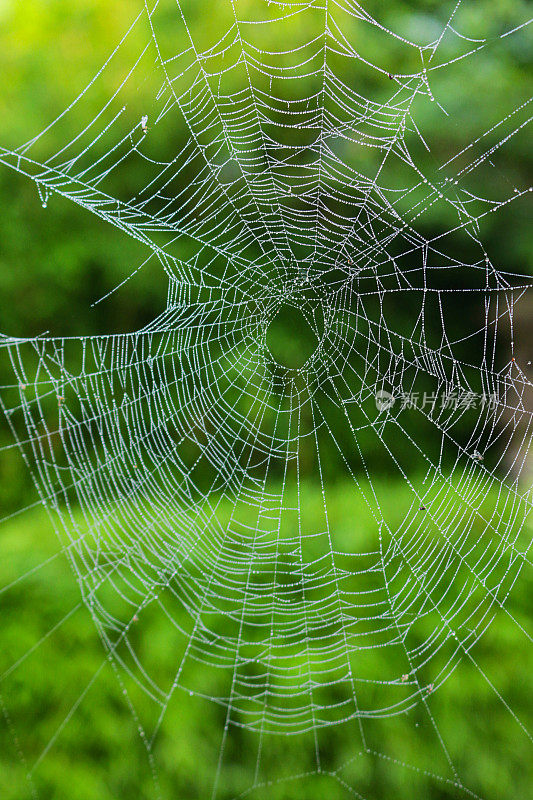 花园蜘蛛网与晨露滴的全帧图像，绿色的花园背景，聚焦前景