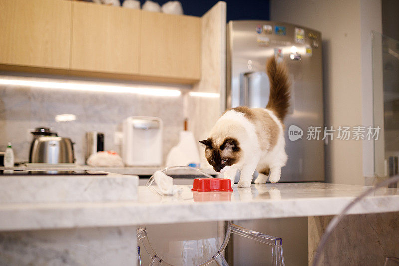 可爱的猫在柜台上吃宠物食品