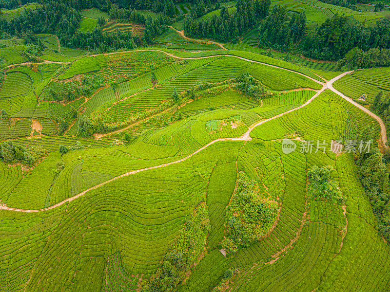 鸟瞰山上的茶园