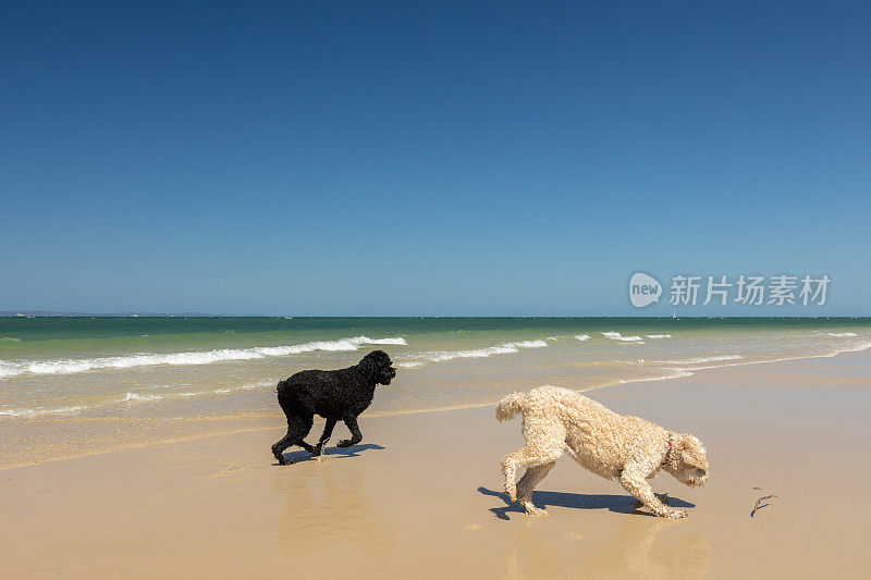 两只快乐的狗在宠物友好的原始海滩上玩耍