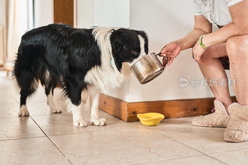 母犬给边境牧羊犬浇水