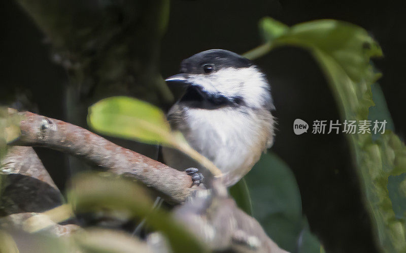 Red-Breasted五子雀