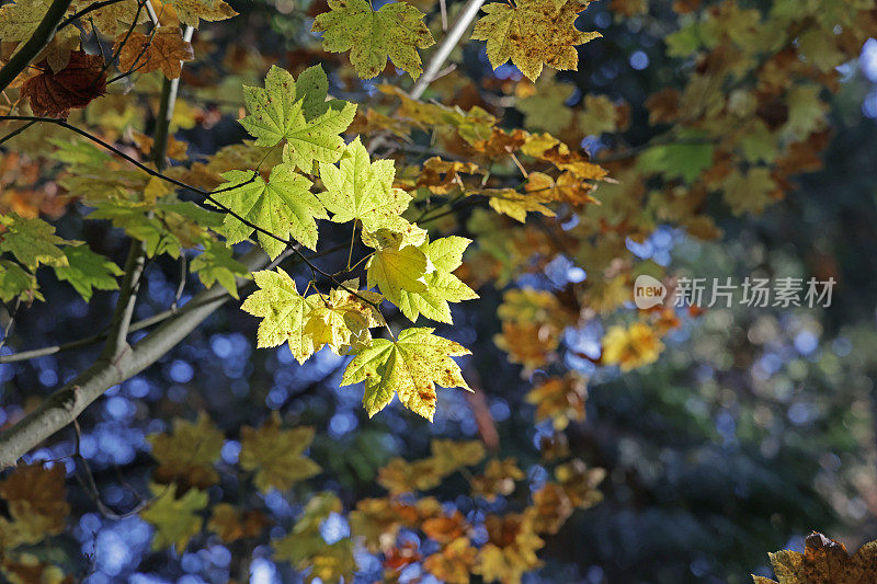 加拿大西海岸森林中的枫叶