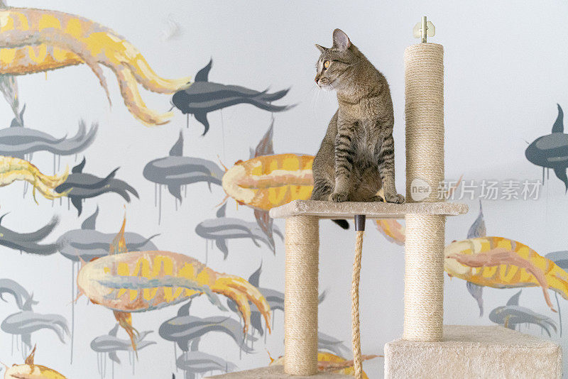 图为，家猫在墙上画着鱼的塔顶上玩耍。