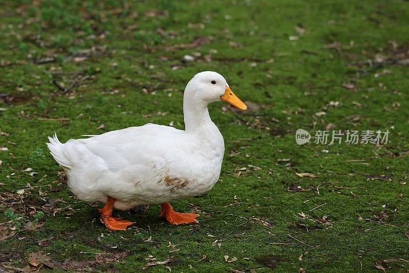 一只鸭子在草地上走