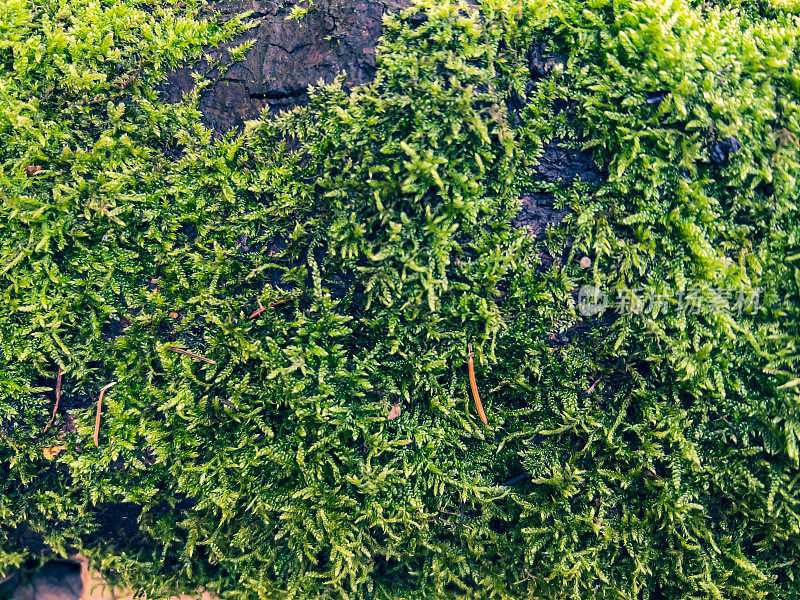 绿色苔藓的纹理或背景。