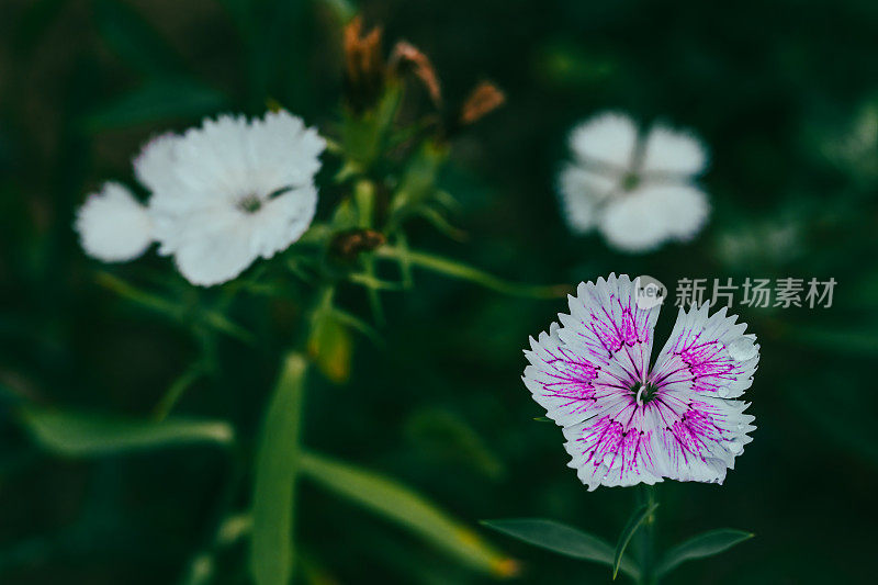 春天花园的花。自然公园景观。绿叶植物背景。