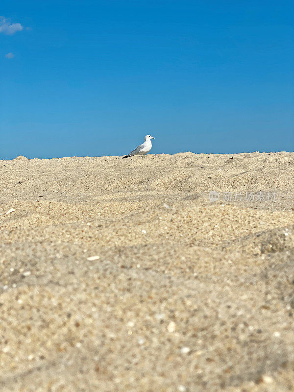 海滩上的海鸥